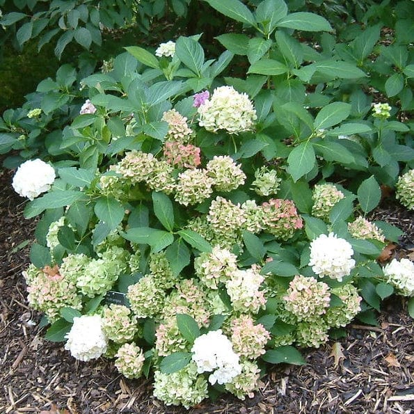 Hydrangea macrophylla 'Madame Emile Mouillere' - Image 7