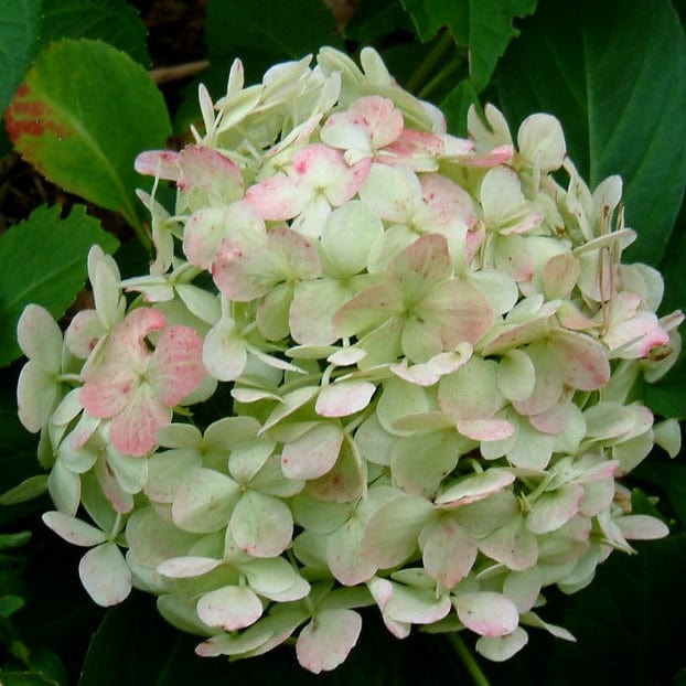 Hydrangea macrophylla 'Madame Emile Mouillere' - Image 8