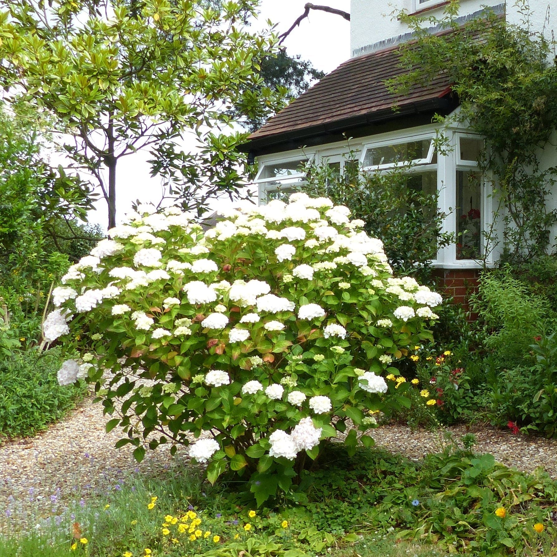 Hydrangea macrophylla 'Madame Emile Mouillere' - Image 9