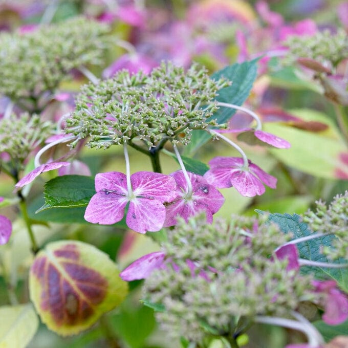 Hydrangea macrophylla 'Mariesii Perfecta' - Image 2
