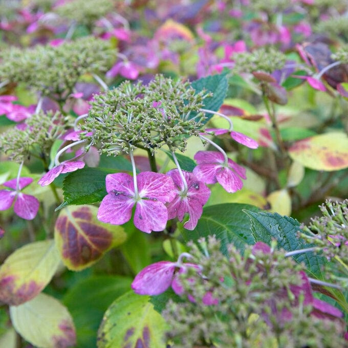 Hydrangea macrophylla 'Mariesii Perfecta' - Image 3