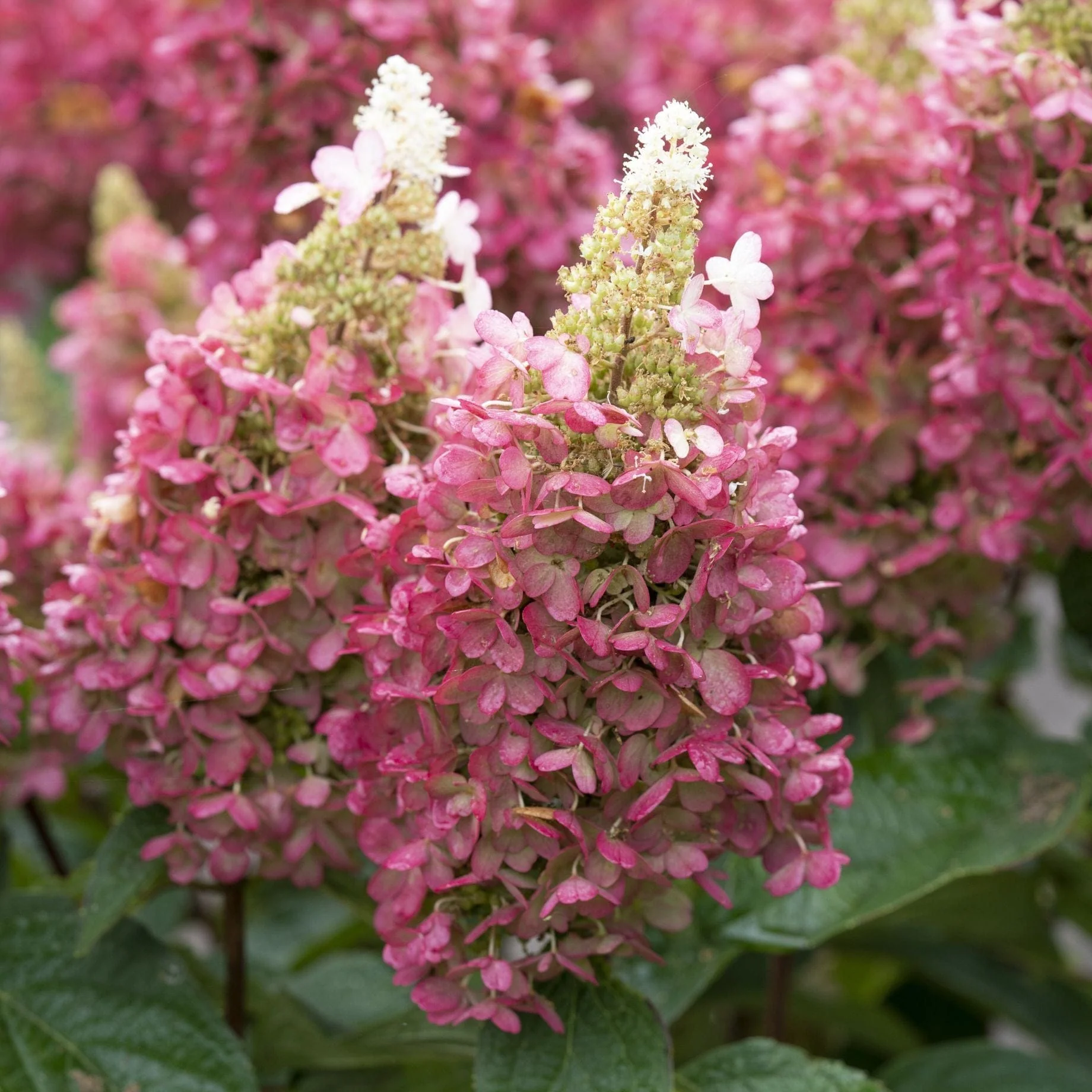 Hydrangea paniculata 'Candlelight'