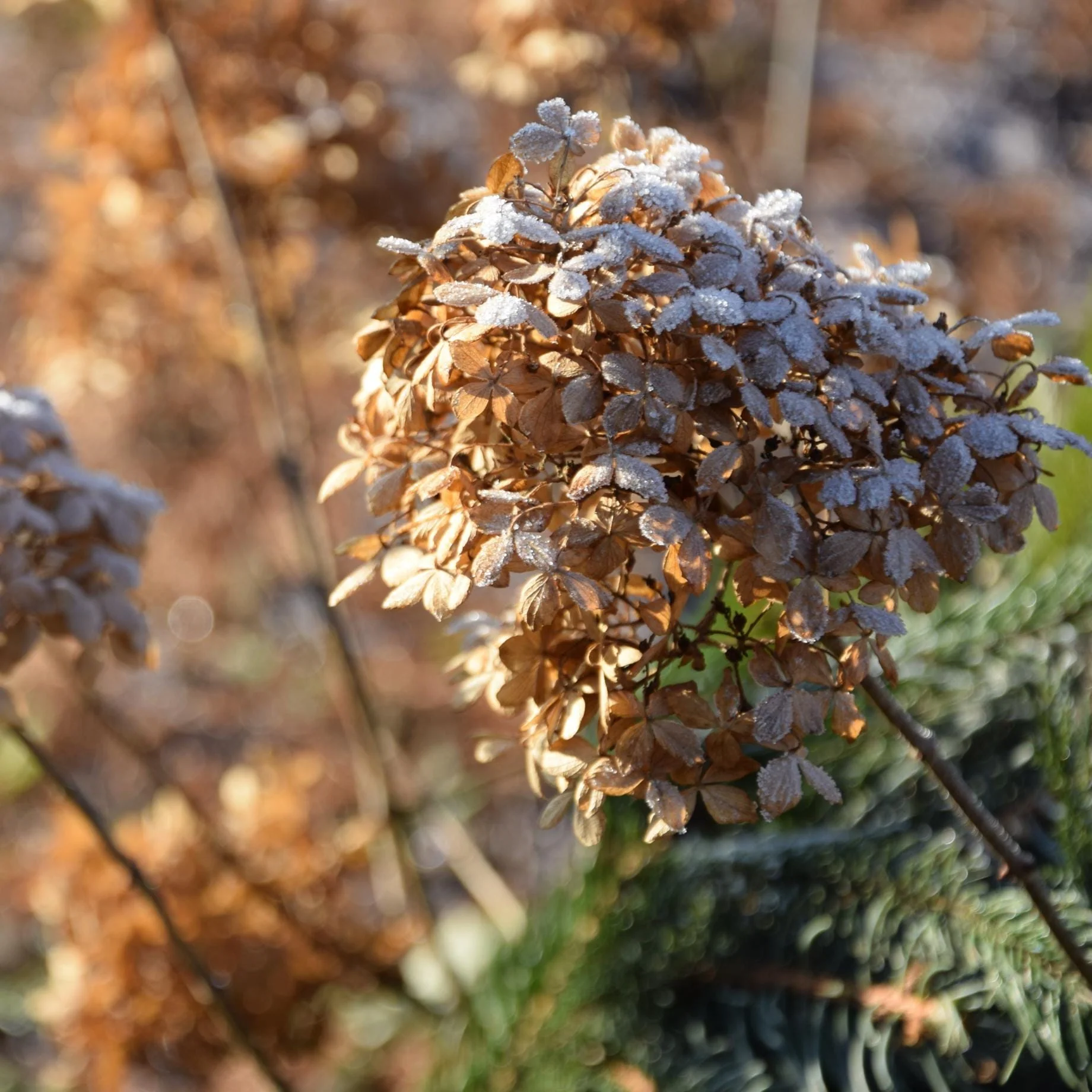 Hydrangea paniculata 'Candlelight' - Image 6