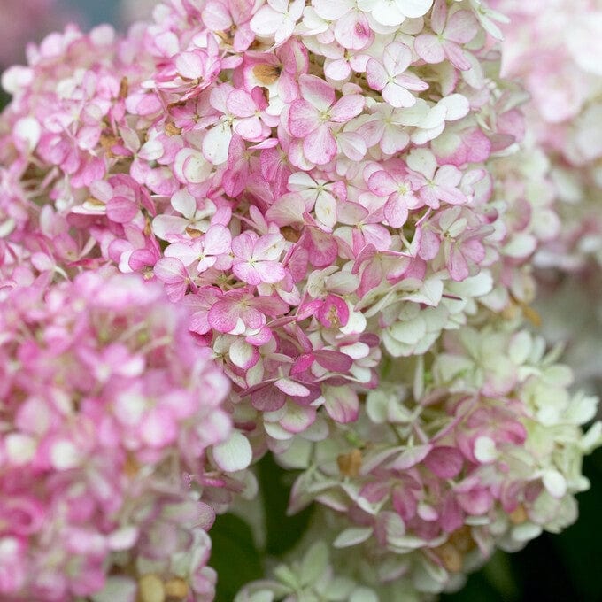 Hydrangea paniculata 'Vanille Fraise' - Image 3