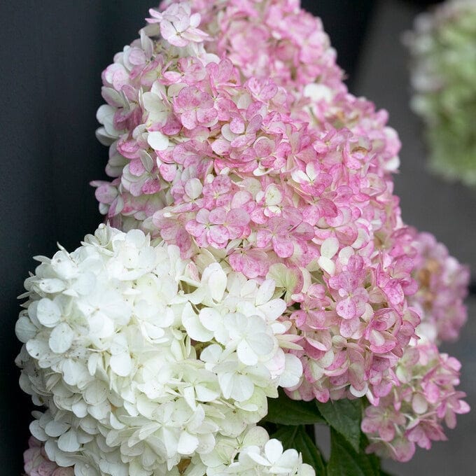 Hydrangea paniculata 'Vanille Fraise' - Image 4