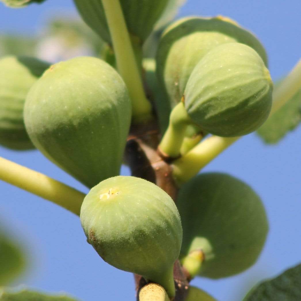 'Ice Crystal' Fig Tree - Image 3