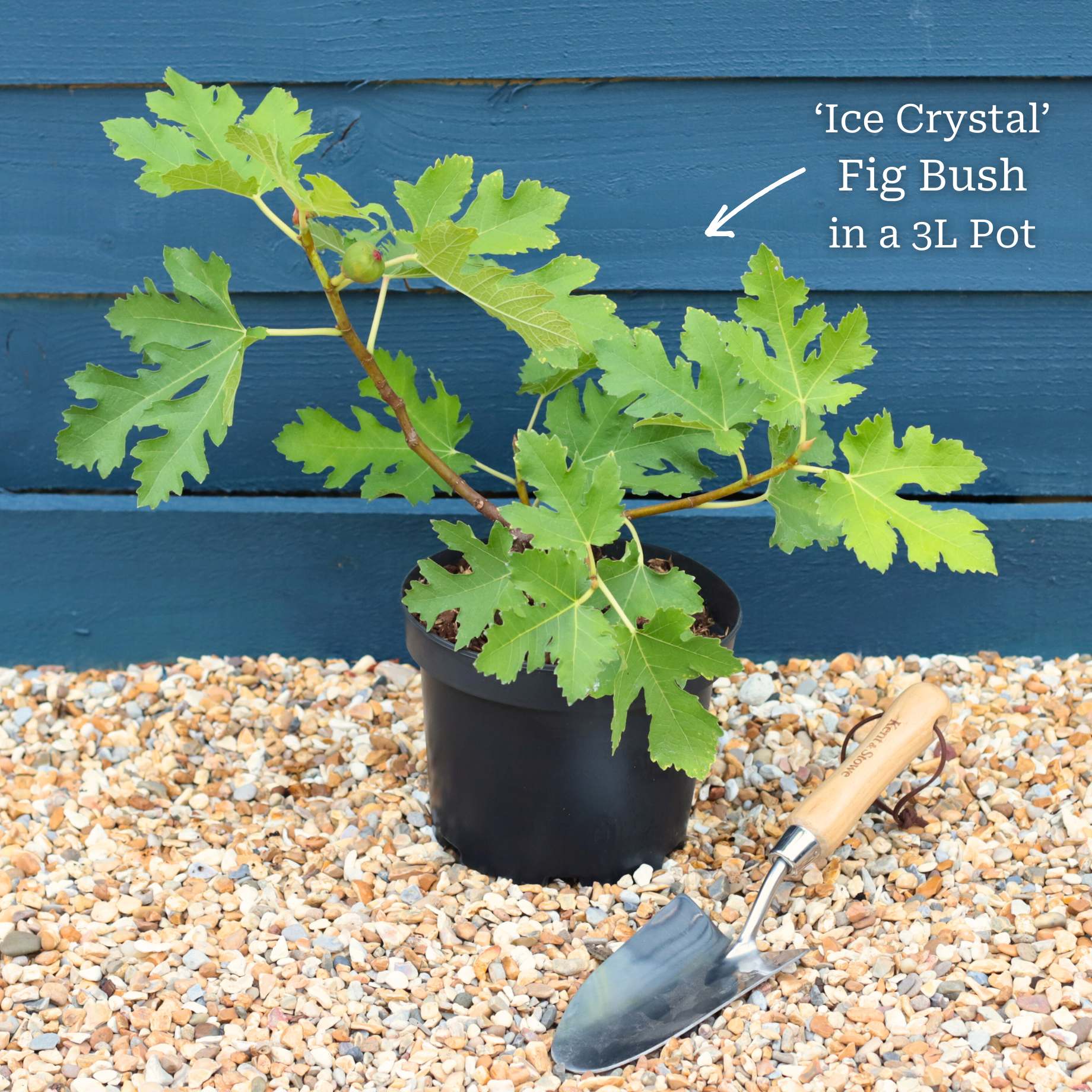 'Ice Crystal' Fig Tree - Image 4
