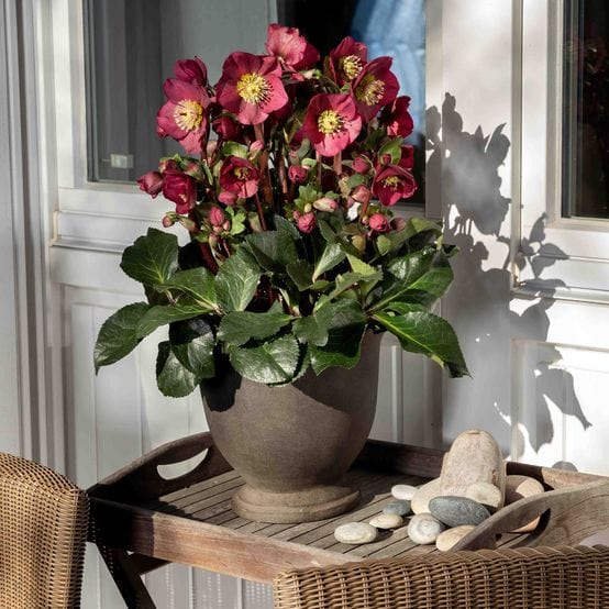 'Bennotta' Snow Rose | 'Ice N' Roses®' Series | Hellebore Gold Collection® - Image 2