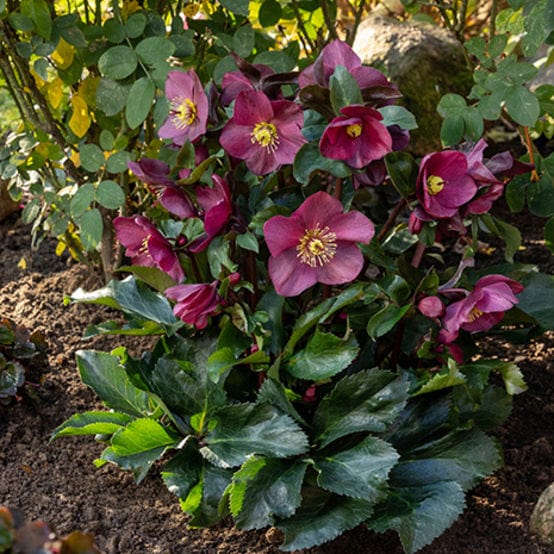 'Early Red' Snow Rose | 'Ice N' Roses®' Series | Hellebore Gold Collection® - Image 3