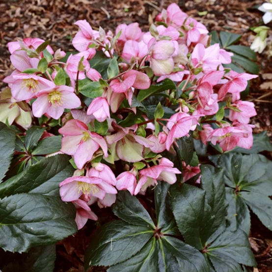 'Early Rose' Snow Rose | 'Ice N' Roses®' Series | Hellebore Gold Collection® - Image 2