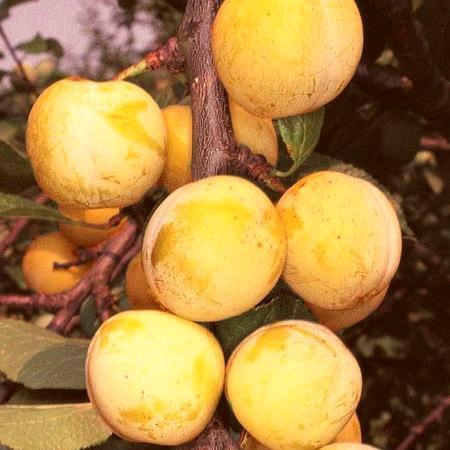 'Imperial Gage' Plum Tree - Image 5