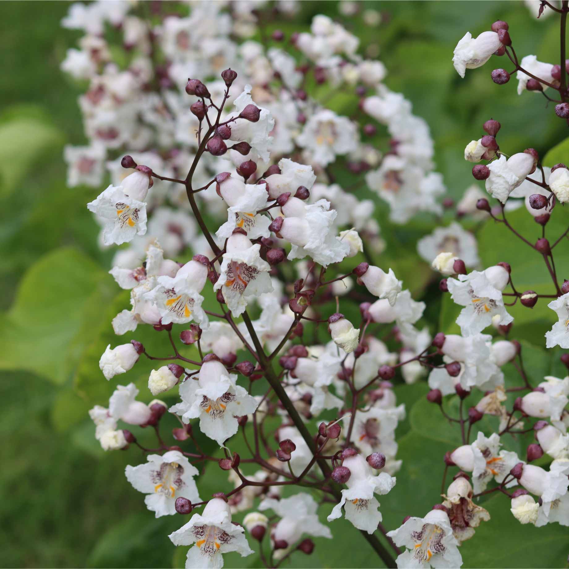 Indian Bean Tree | Catalpa bignonioides 'Aurea' - Image 7