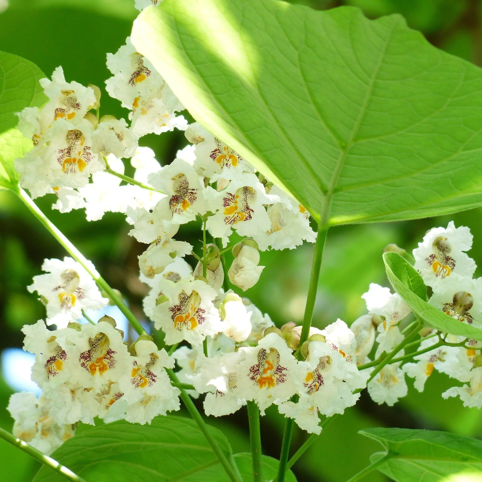Indian Bean Tree | Catalpa bignonioides 'Nana' - Image 2