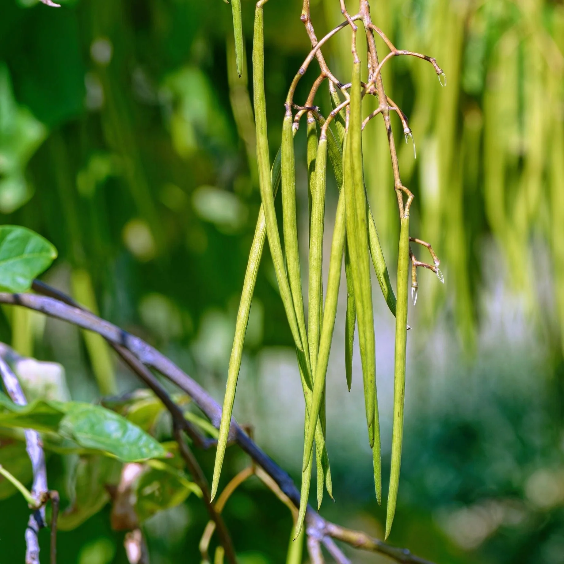 Indian Bean Tree | Catalpa bignonioides 'Nana' - Image 3
