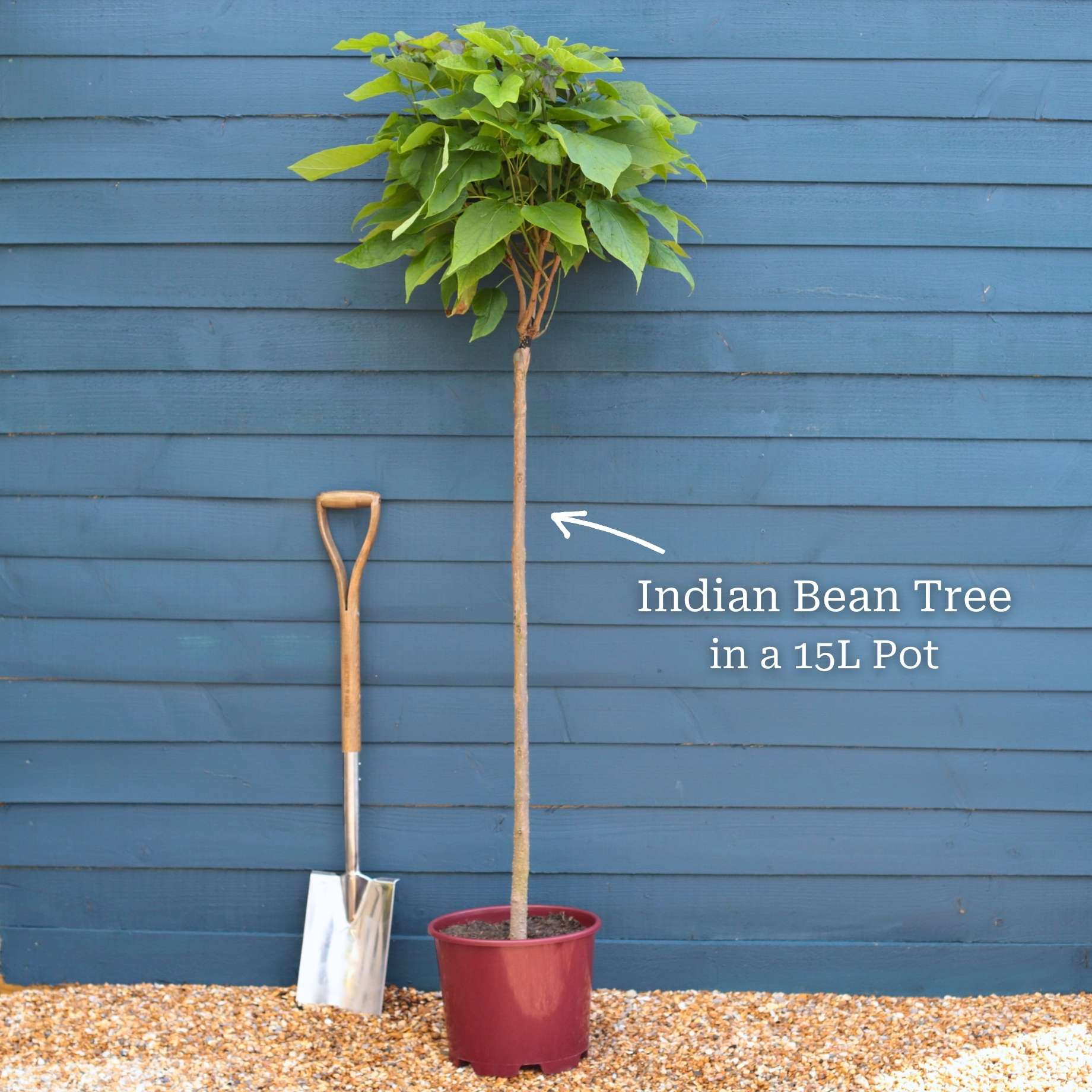 Indian Bean Tree | Catalpa bignonioides 'Nana' - Image 4