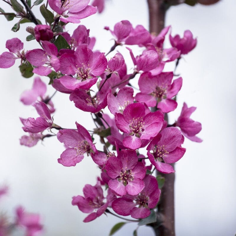 'Indian Magic' Crabapple Tree