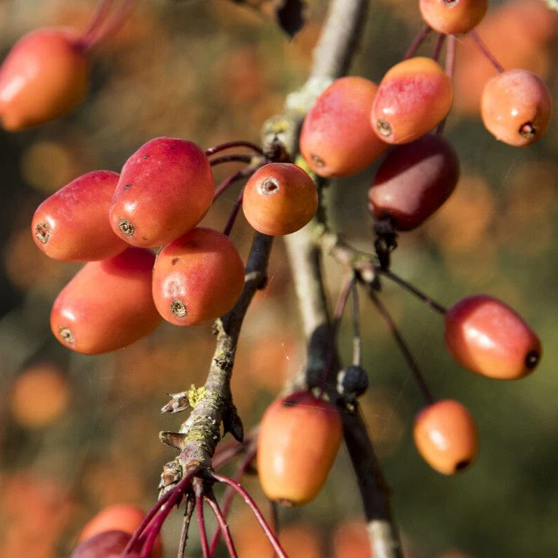 'Indian Magic' Crabapple Tree - Image 2