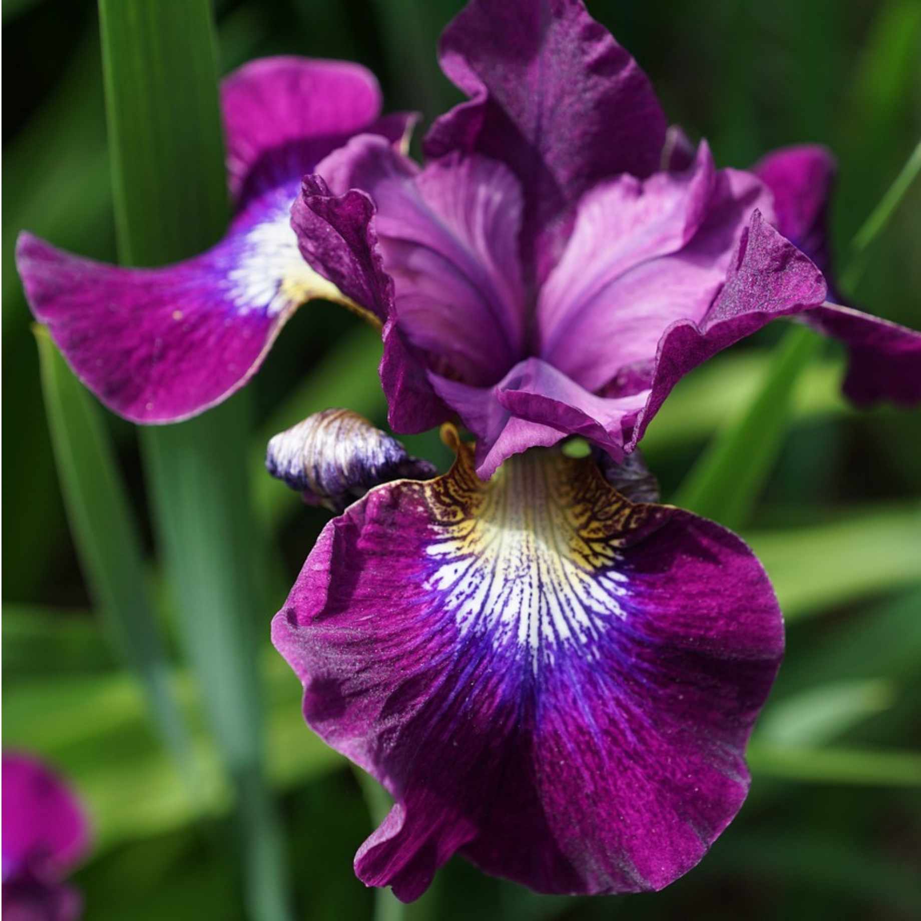 Iris ensata 'Variegata'