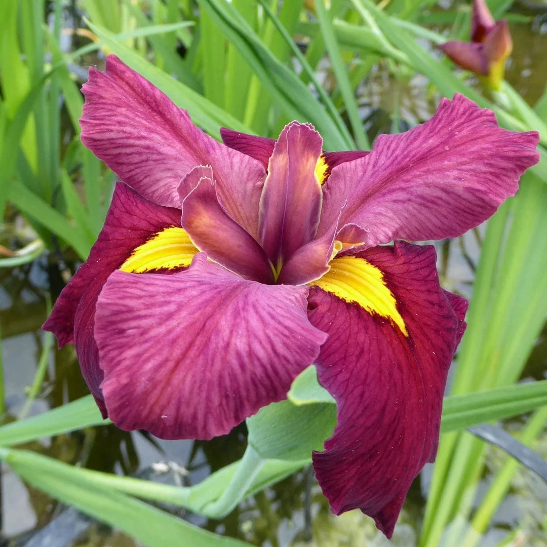 Iris louisiana 'Ann Chowning'