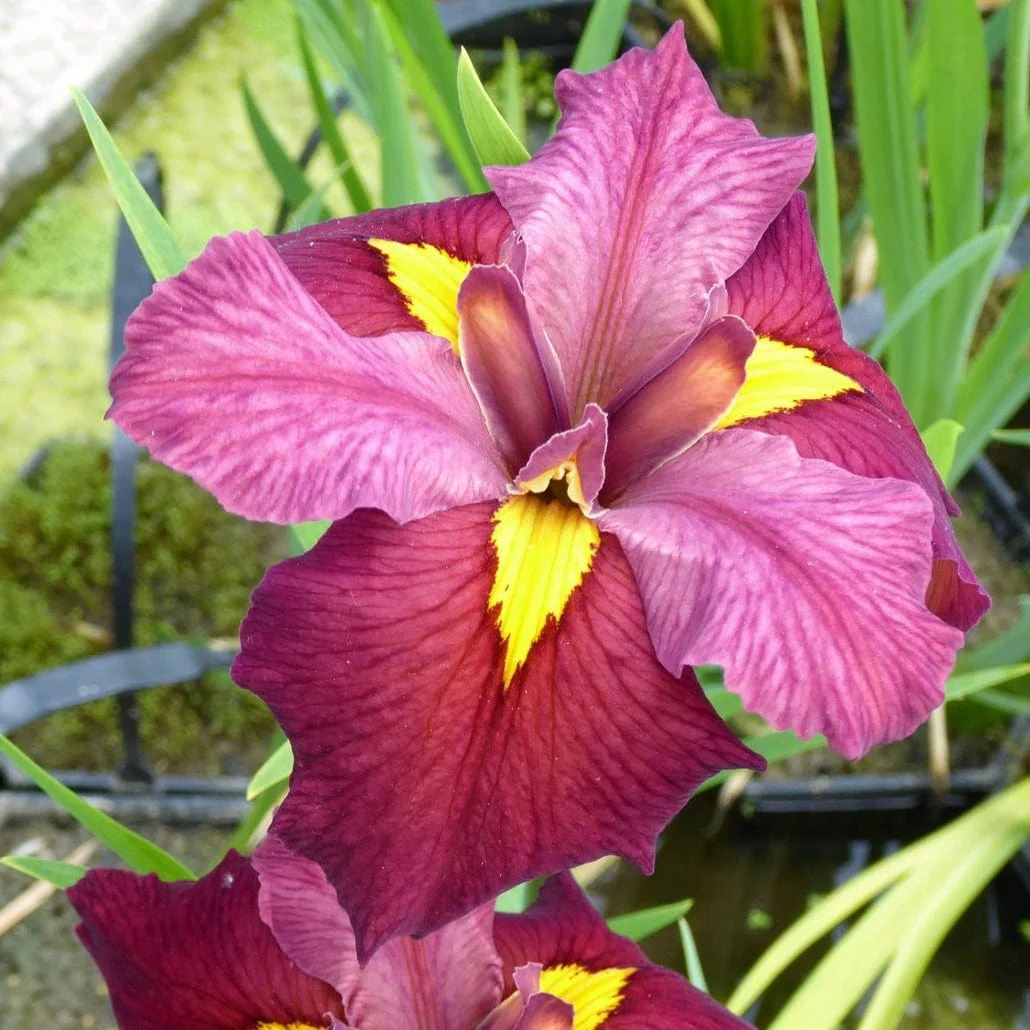 Iris louisiana 'Ann Chowning' - Image 2