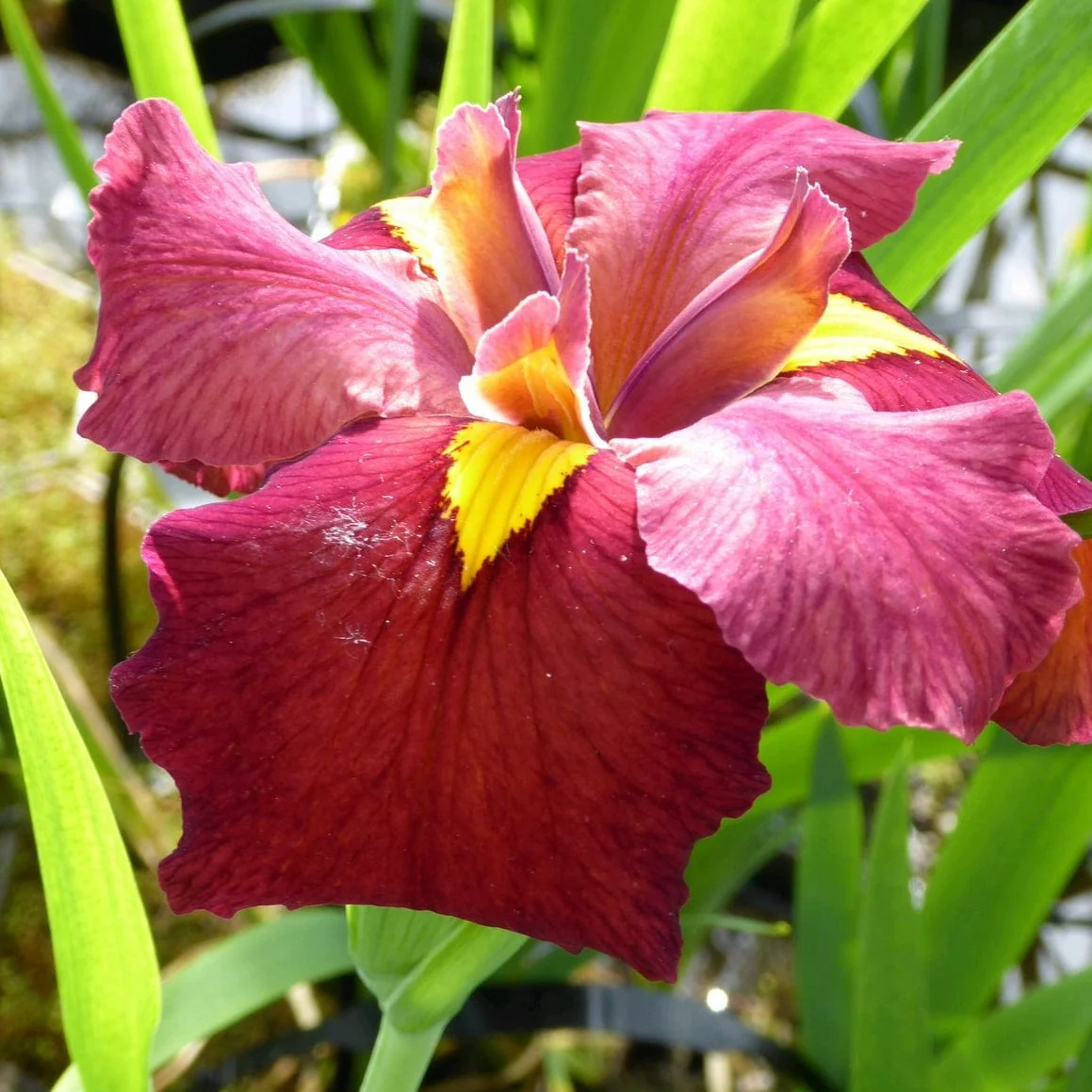 Iris louisiana 'Ann Chowning' - Image 3