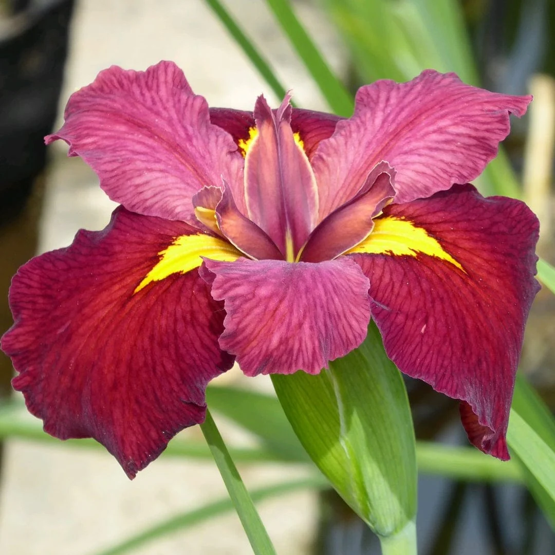 Iris louisiana 'Ann Chowning' - Image 4