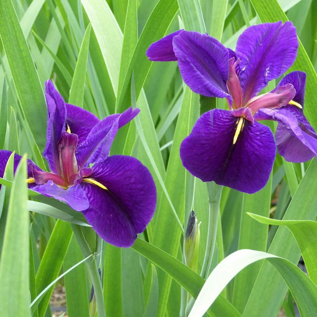 Iris louisiana 'Black Gamecock' - Image 4