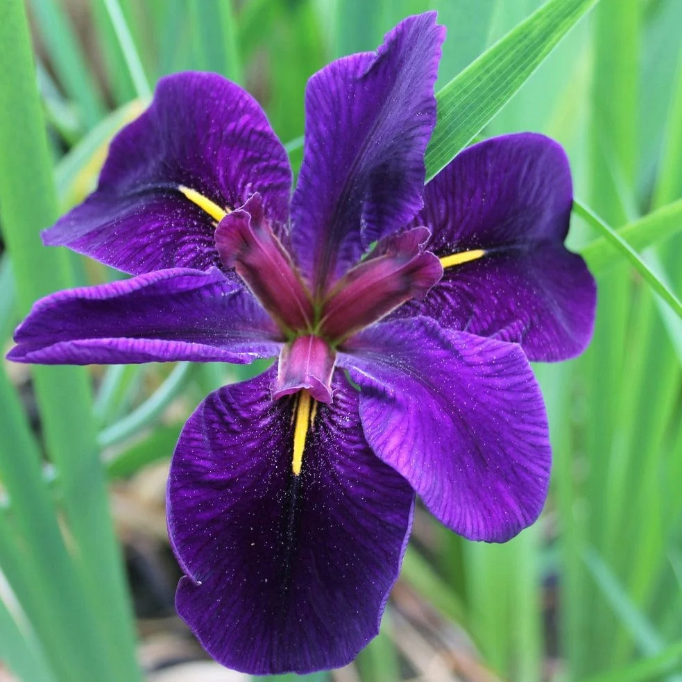 Iris louisiana 'Black Gamecock' - Image 5