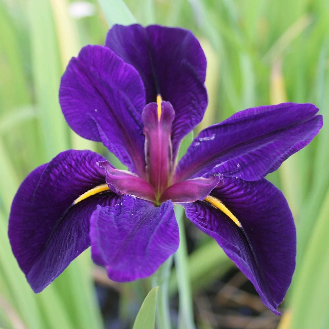 Iris louisiana 'Black Gamecock' - Image 6