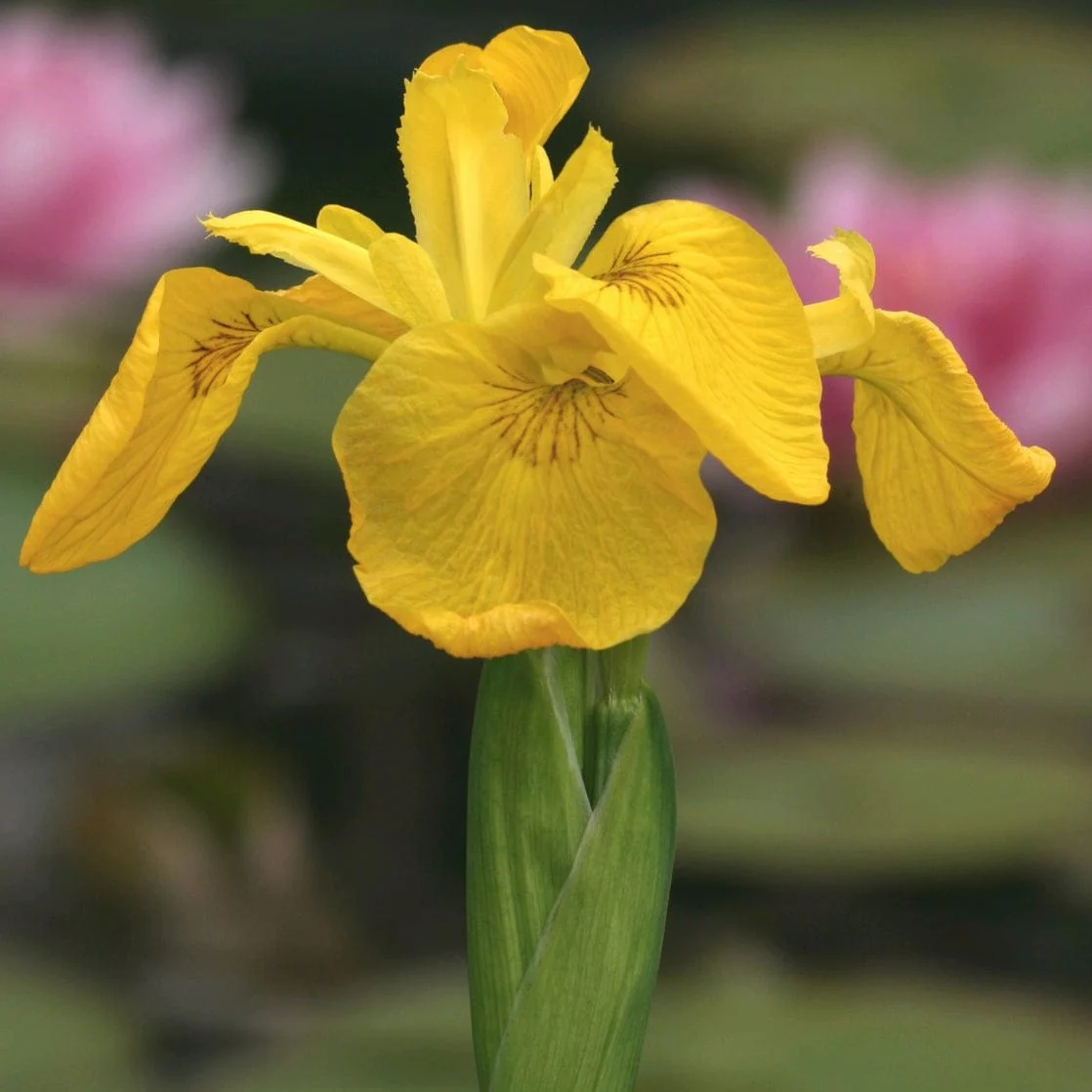 Yellow Flag Iris | Iris pseudacorus - Image 3