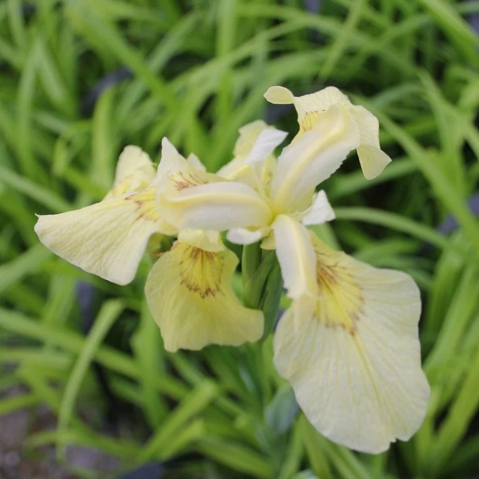 Iris pseudacorus 'Alba' - Image 4