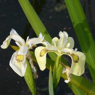 Iris pseudacorus 'Alba' - Image 5
