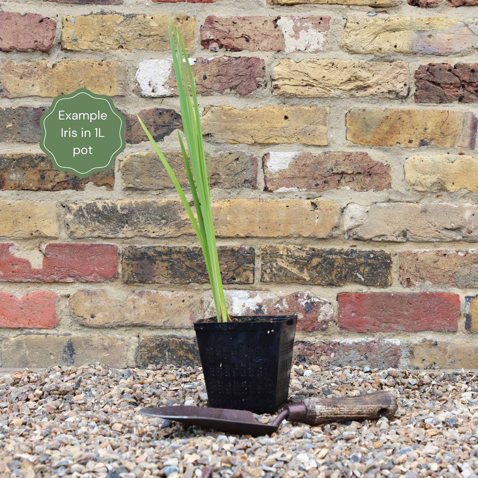 Iris pseudacorus 'Alba' - Image 6