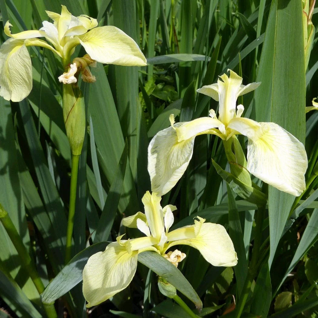 Iris pseudacorus bastardii