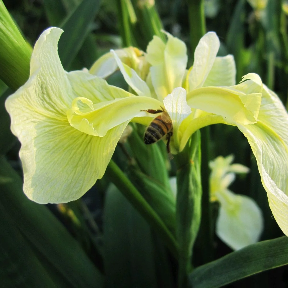 Iris pseudacorus bastardii - Image 2