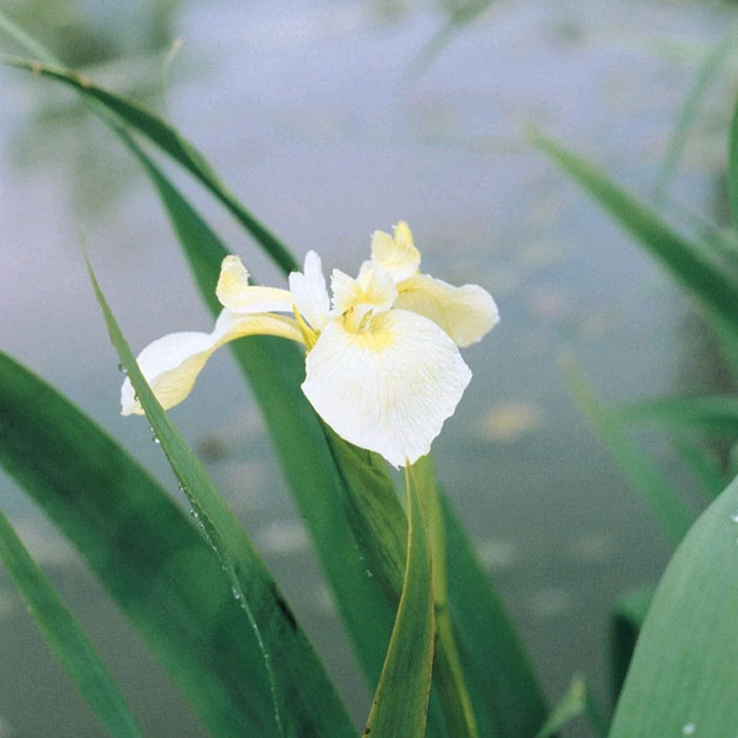 Iris pseudacorus bastardii - Image 3
