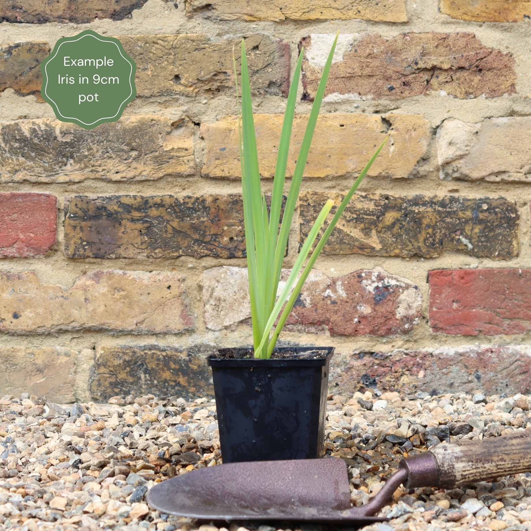 Iris pseudacorus bastardii - Image 5