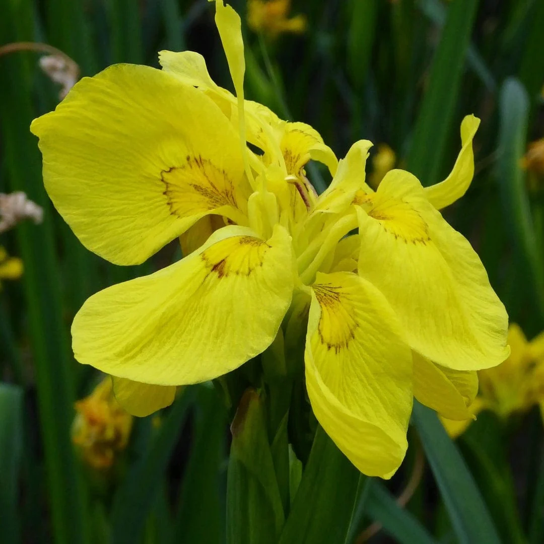 Iris pseudacorus 'Flore Pleno' - Image 2