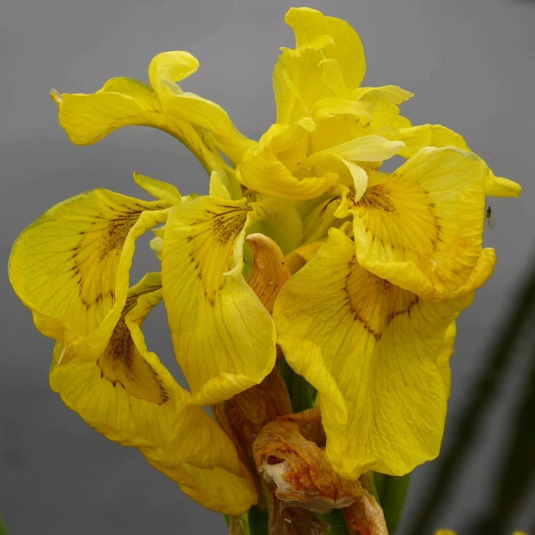 Iris pseudacorus 'Flore Pleno' - Image 3