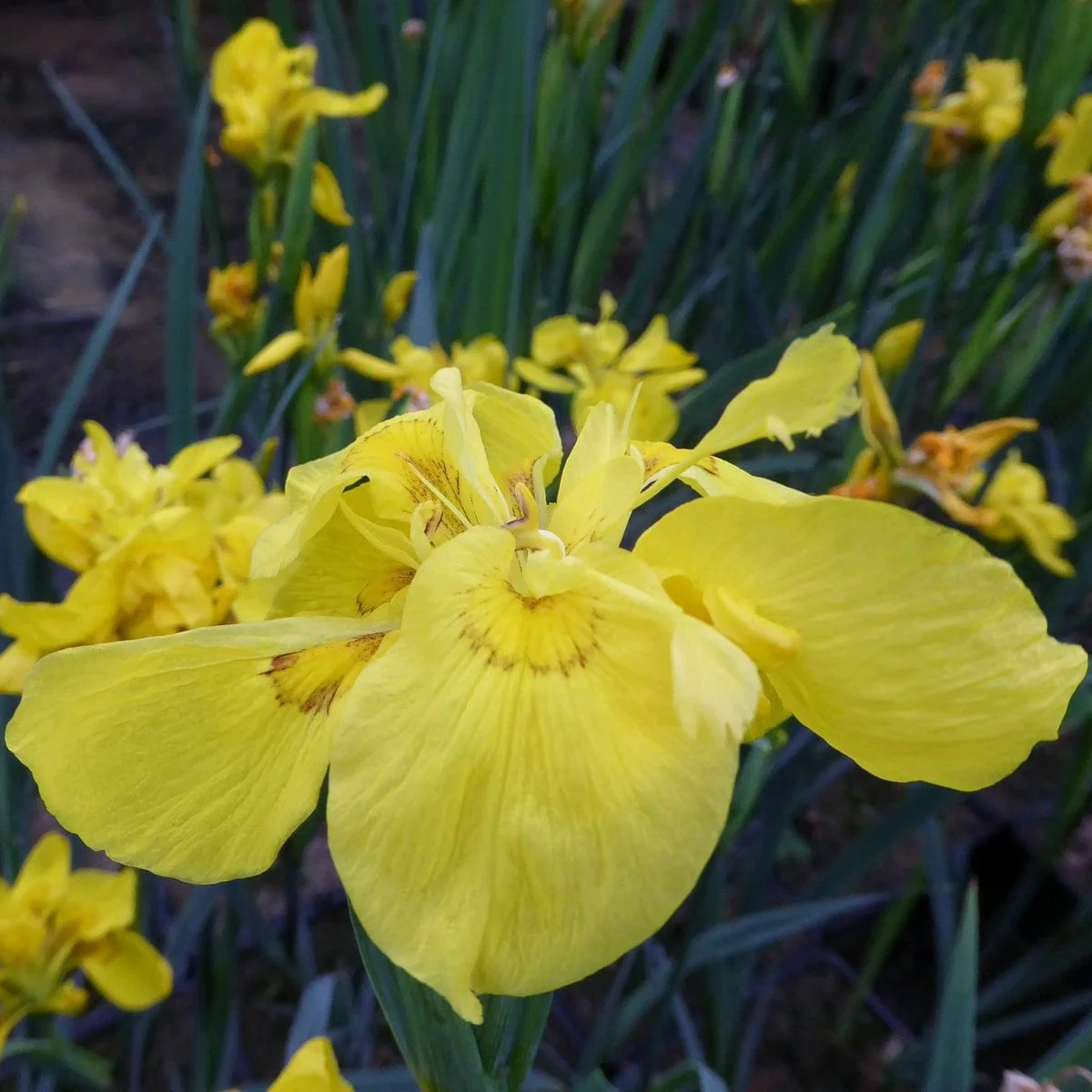 Iris pseudacorus 'Flore Pleno' - Image 4