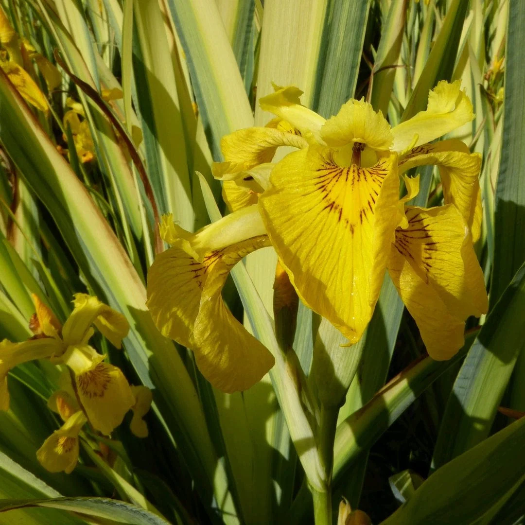 Variegated Flag Iris | Iris pseudacorus 'Variegata'