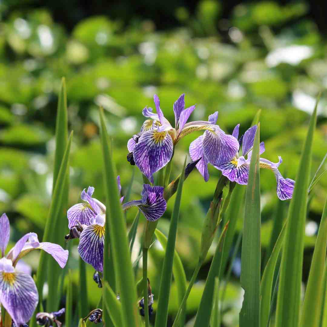 Iris sibirica - Image 2