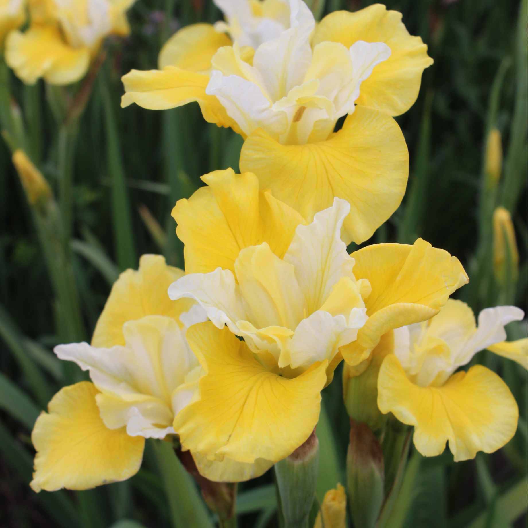 Iris sibirica 'Peacock Butterfly Solar Energy'