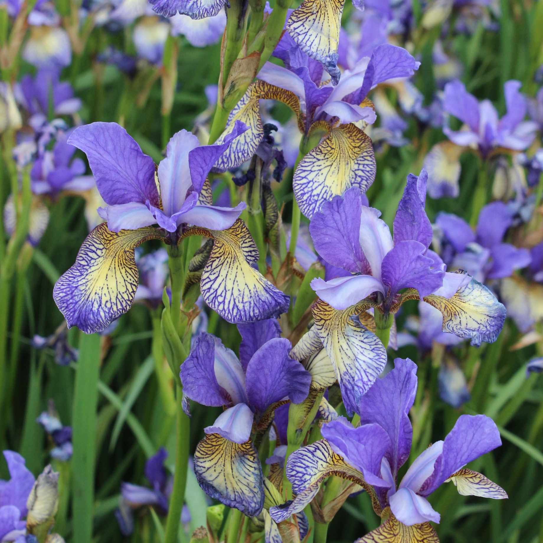 Iris sibirica 'Peacock Pennywhistle'