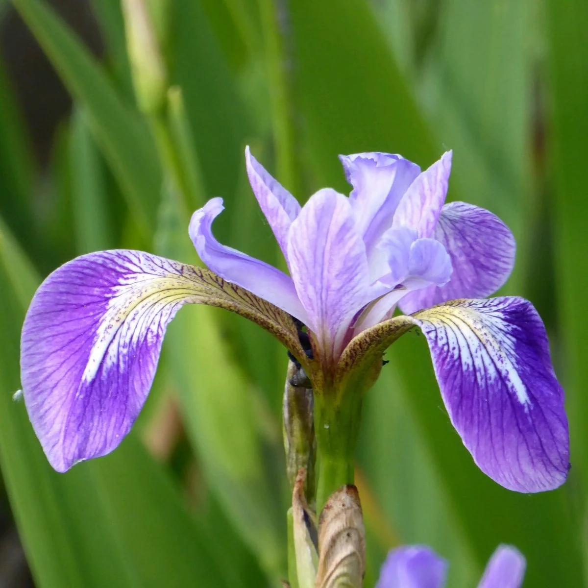 Iris versicolor