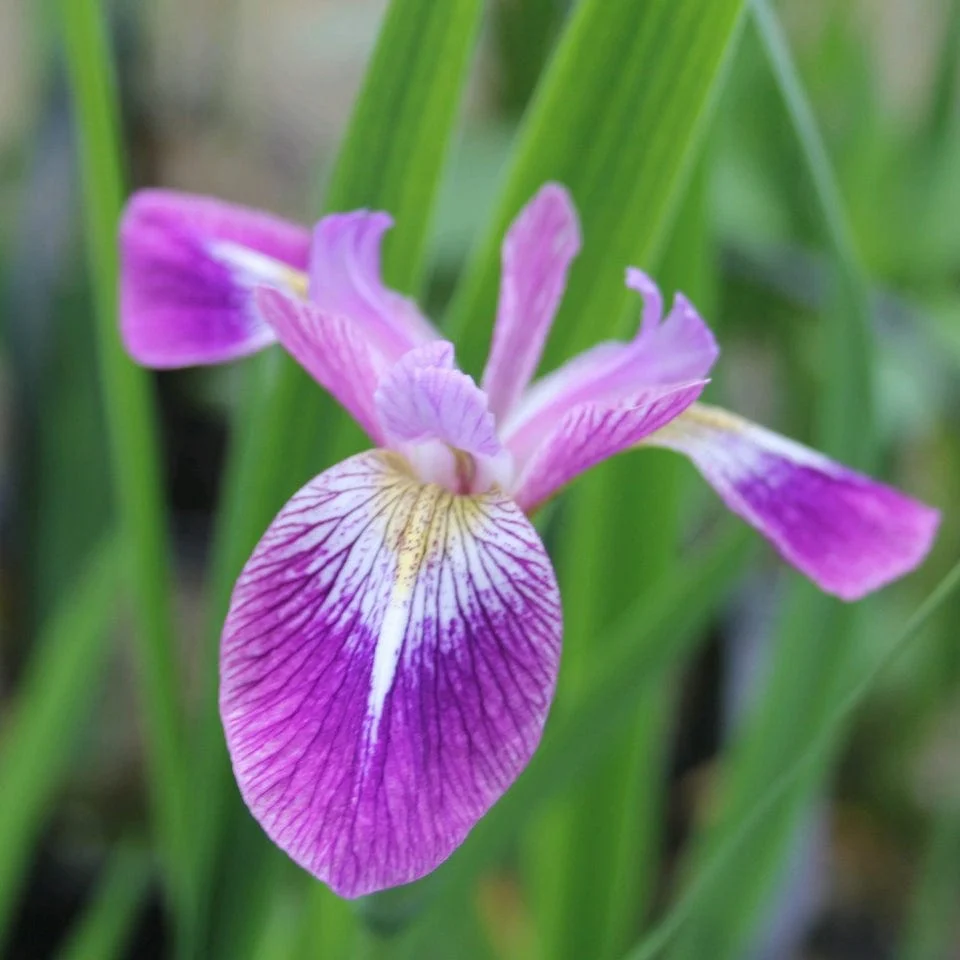 Iris versicolor 'Kermesina' - Image 2