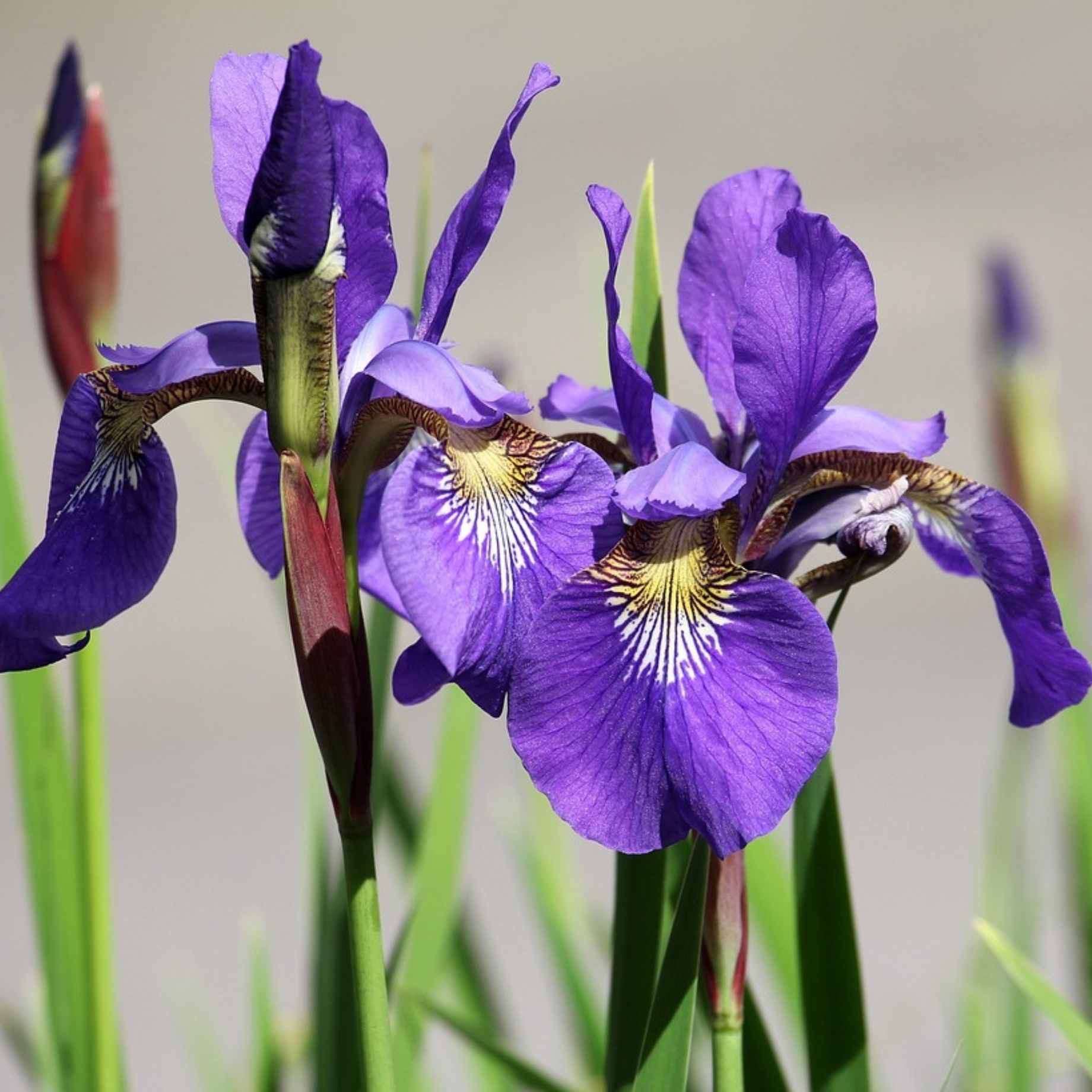 Iris x robusta 'Dark Aura'