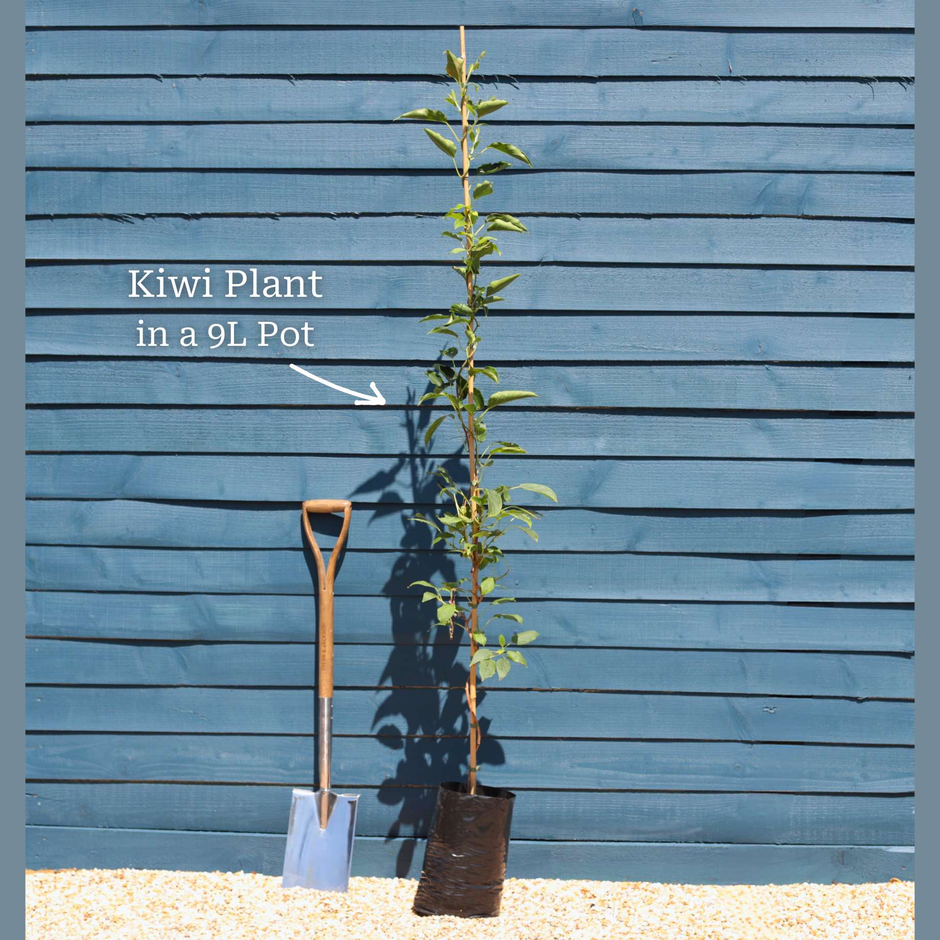 'Issai' Hardy Kiwi Plant - Image 4
