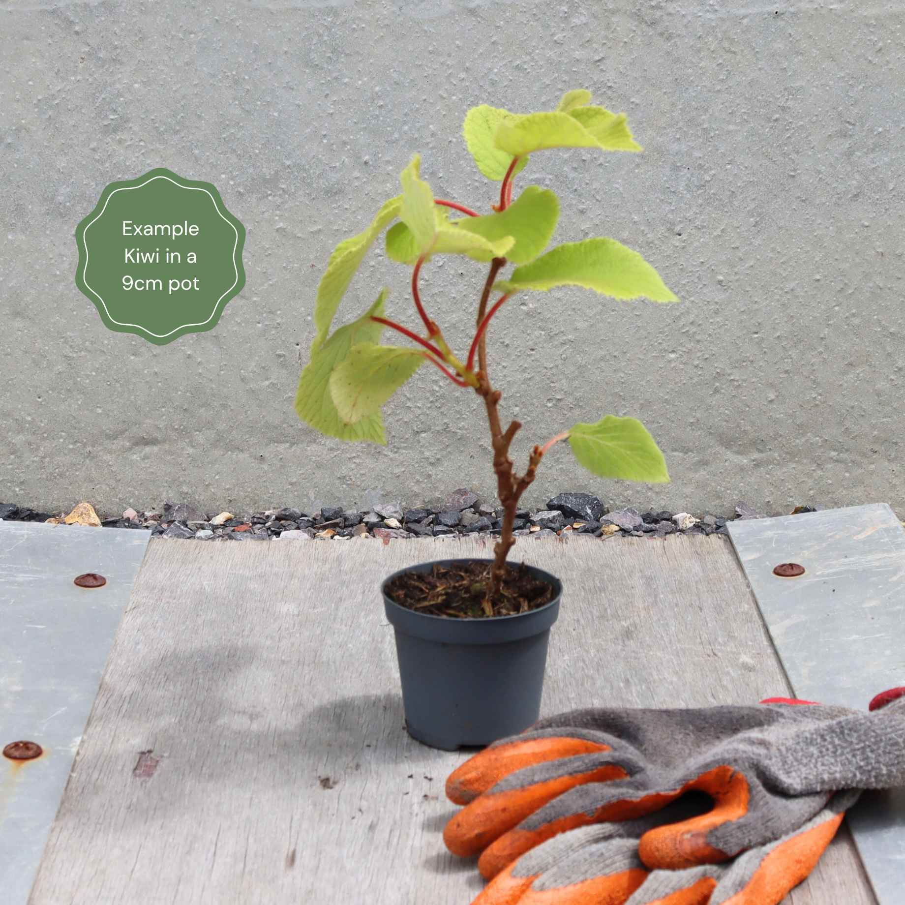 'Issai' Hardy Kiwi Plant - Image 6