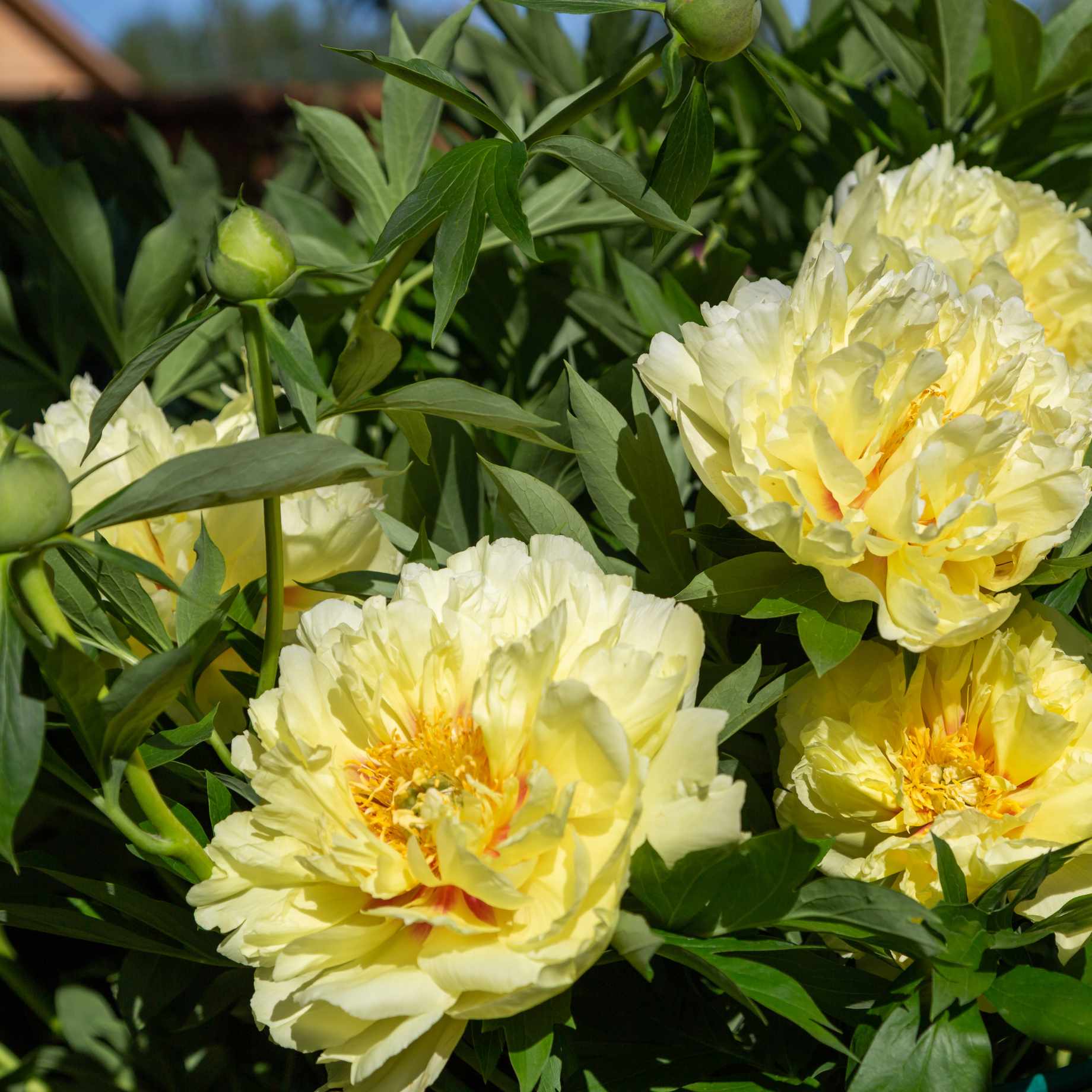 Itoh Peony 'Bartzella' - Image 2